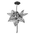 Hand drawn ginseng plant. Vintage vector sketch Royalty Free Stock Photo