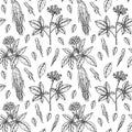 Hand drawn ginseng seamless pattern. Vector illustration in sketch style. Medicinal plant background. Botany design Royalty Free Stock Photo