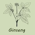 Hand drawn ginseng.