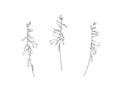 Hand drawn gladiolus collection. Set of outline glad flowers ink paintings. Black isolated garden sketch vector on white