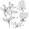 Hand drawn gloriosa flower. Vector sketch illustration