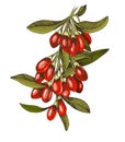 Hand drawn goji berries on a branch.