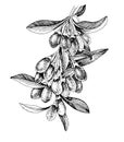 Hand drawn goji berries on a branch.