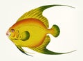 Hand drawn of golden chaetodon Royalty Free Stock Photo