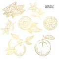 Hand drawn golden fruits set