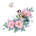 Hand Drawn Goldfinch Sitting on Dog-Rose Branch