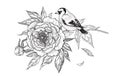 Hand Drawn Goldfinch Sitting on Peony Branch