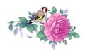 Hand Drawn Goldfinch Sitting on Rose Branch