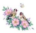 Hand Drawn Goldfinches Sitting on Dog-Rose Branch Royalty Free Stock Photo
