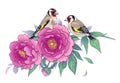 Hand Drawn Goldfinches Sitting on Pink Peony Branch