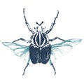 Hand drawn goliath beetle Royalty Free Stock Photo