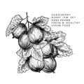 Hand drawn gooseberry branch, leaf and berry. Engraved vector illustration. Dewberry agriculture plant. Summer harvest, jam or