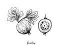 Hand Drawn of Gooseberry on White Background