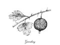 Hand Drawn of Gooseberry on White Background
