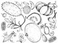 Hand Drawn of Gourd and Squash Fruits Royalty Free Stock Photo
