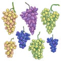 Hand Drawn Grape Bunch Variety Royalty Free Stock Photo