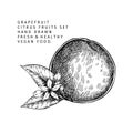 Hand drawn grapefruit fruit and leaf. Engraved vector illustration. Sweet citrus exotic plant. Summer harvest, jam or