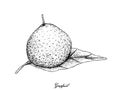 Hand Drawn of Grapefruit Fruit on White Background