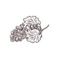 Hand drawn grapes. Bunch of grapes sketch isolated on white background Royalty Free Stock Photo