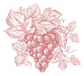 Fresh bunch of grapes. Hand drawn grapevine with leaves and berries. Sketch vintage vector illustration