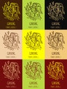 Hand drawn graphic illustration set of a red or panax ginseng root for print, logo, emblem, label and other decoration.