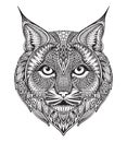 Hand drawn graphic ornate bobcat