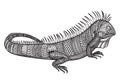 Hand drawn graphic ornate iguana