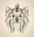 Hand drawn graphic portrait of yorkshire terrier.
