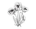 Hand drawn graphic sketch of bouquet poppy flowers isolated on white background. Decorative composition. Royalty Free Stock Photo