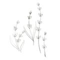 Hand-drawn graphite pencil sketch of vintage lavender. Freehand pencil drawing isolated on white background.