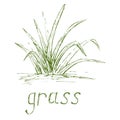 Hand drawn grass illustration. Royalty Free Stock Photo