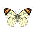 Hand drawn Great Orange Tip - Hebomoia glaucippe - butterfly Royalty Free Stock Photo