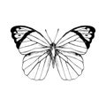 Hand drawn Great Orange Tip - Hebomoia glaucippe - butterfly Royalty Free Stock Photo