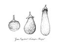 Hand Drawn of Green Eggplant, Aubergine and Brinjal