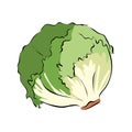 Hand drawn green lettuce