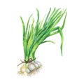 Hand drawn green onion on white background. Watercolor isolated fresh greenery