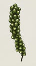 Hand drawn green peppercorn illustration