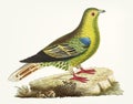 Hand drawn green pigeon bird