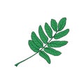 Hand drawn green rowan, ash tree leaf