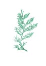 Hand-drawn green thuja branch isolated on white background