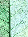 Hand drawn green vertical background with leaf Royalty Free Stock Photo