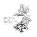 Hand drawn guelder rose branch, leaf and berry. Engraved vector illustration. Virginity agriculture plant. Summer Royalty Free Stock Photo