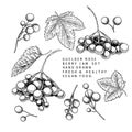 Hand drawn guelder rose branch, leaf and berry. Engraved vector illustration. Virginity agriculture plant. Summer Royalty Free Stock Photo