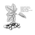 Hand drawn guelder rose branch, leaf and berry. Engraved vector illustration. Virginity agriculture plant. Summer Royalty Free Stock Photo