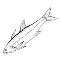 Hand Drawn Haddock . Sea Food. Haddock. Sea Fish.Tasty Seafood. Ocean Sport Fishing. Fresh Seafood Product. Delicious Haddock.