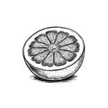 Hand drawn half citrus fruit orange or grapefruit slice isolated on transparent background Royalty Free Stock Photo