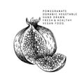 Hand drawn half pomegranate and flower. Vector engraved colored illustration. Juicy natural fruit. Food healthy