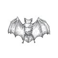 Hand Drawn Halloween Scary Vampire Vector Illustration. Abstract Bat with Wings Sketch. Engraving Style Drawing.