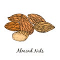 Hand Drawn Handful of Almond Isolated on White