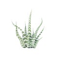 Hand drawn haworthia attenuata zebra Plant Royalty Free Stock Photo